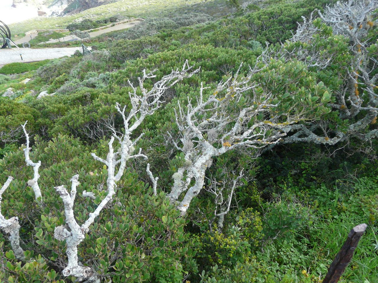 Euclea racemosa habit
