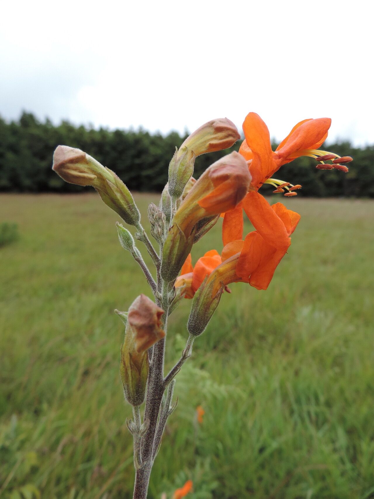 Tecomaria nyassae flower
