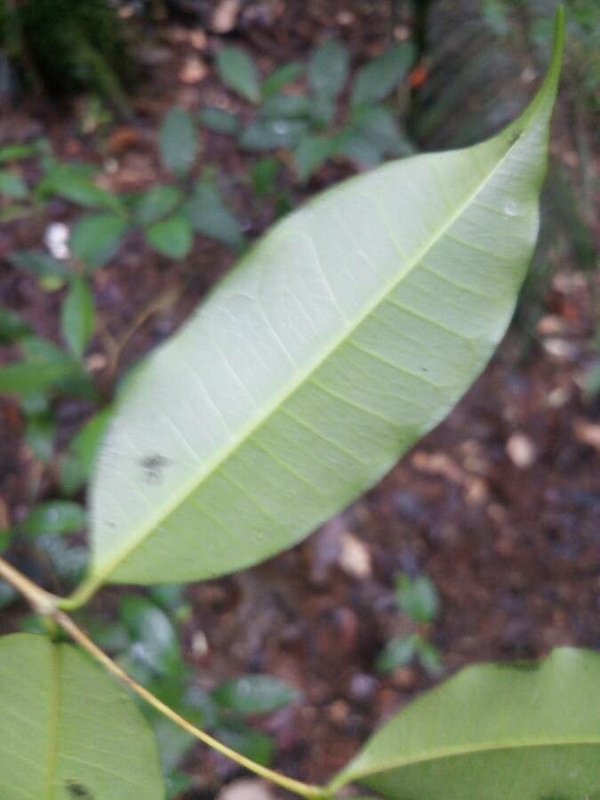 Parahancornia fasciculata — houseplant care guide