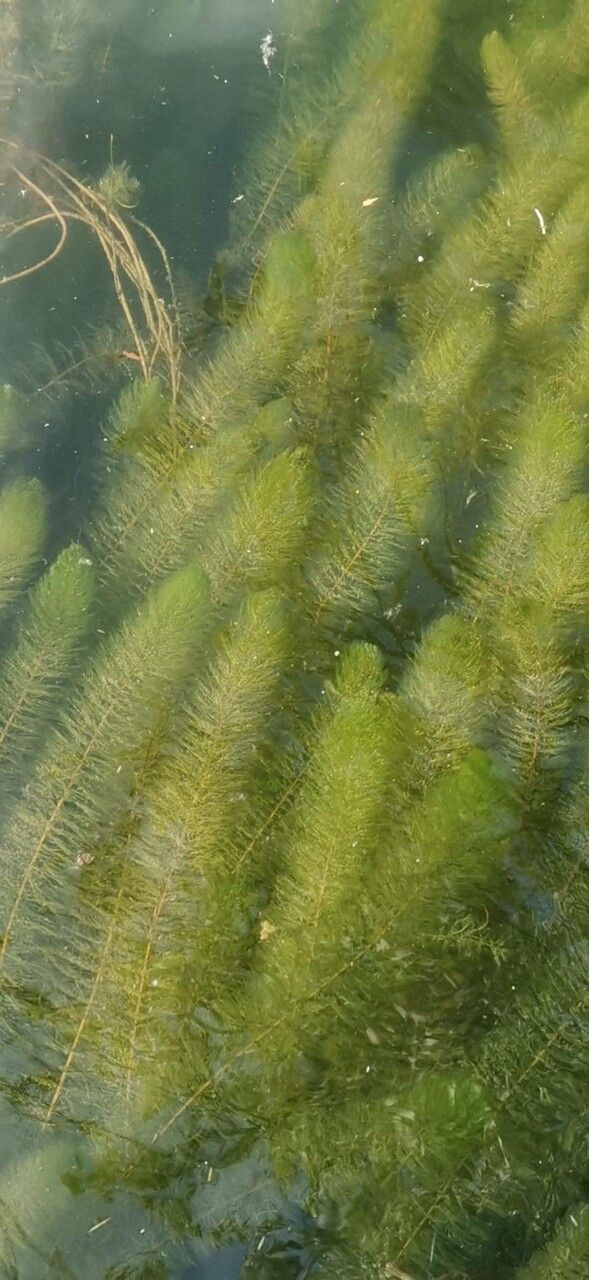 Myriophyllum spicatum — soil improver houseplant