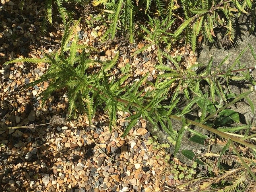 Achillea alpina — search result for 'Nepal'