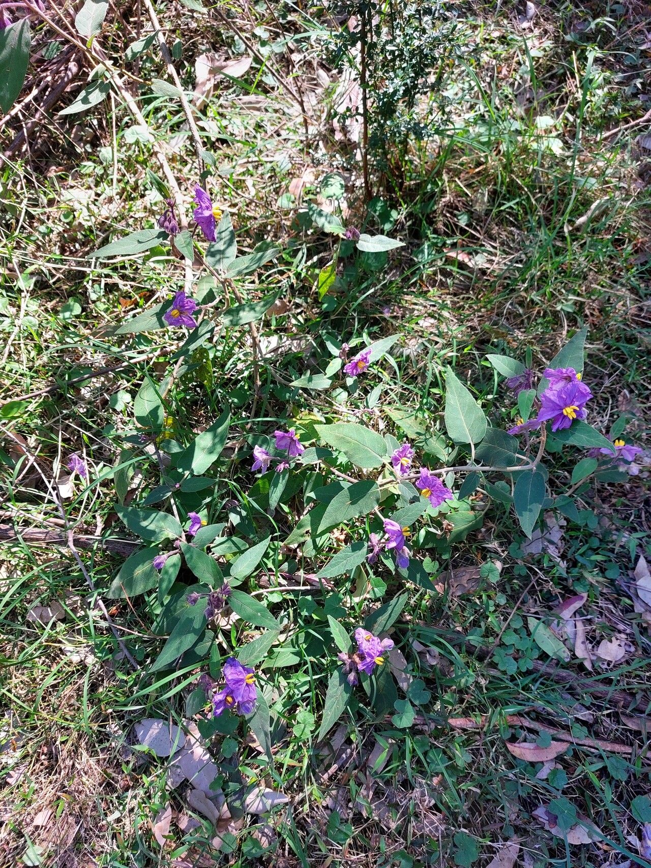 Solanum celatum habit