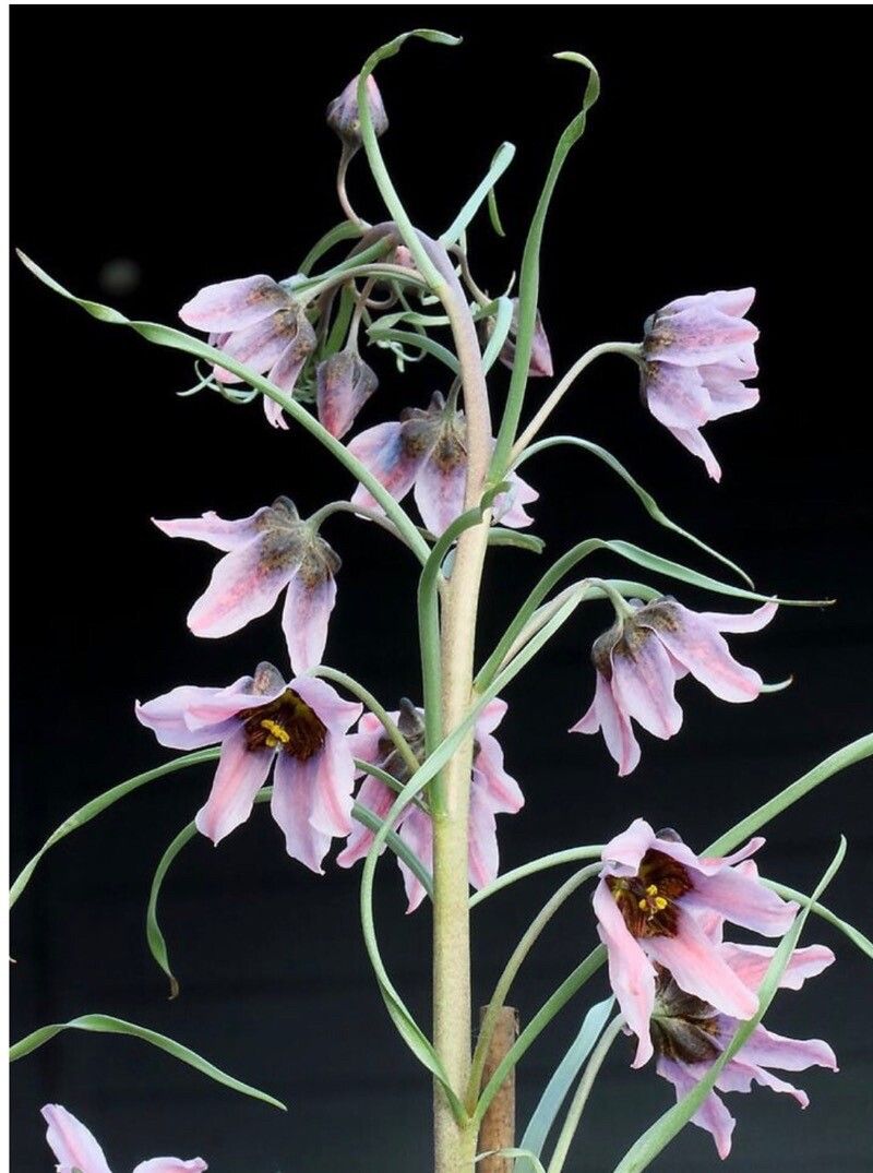 Fritillaria ariana flower