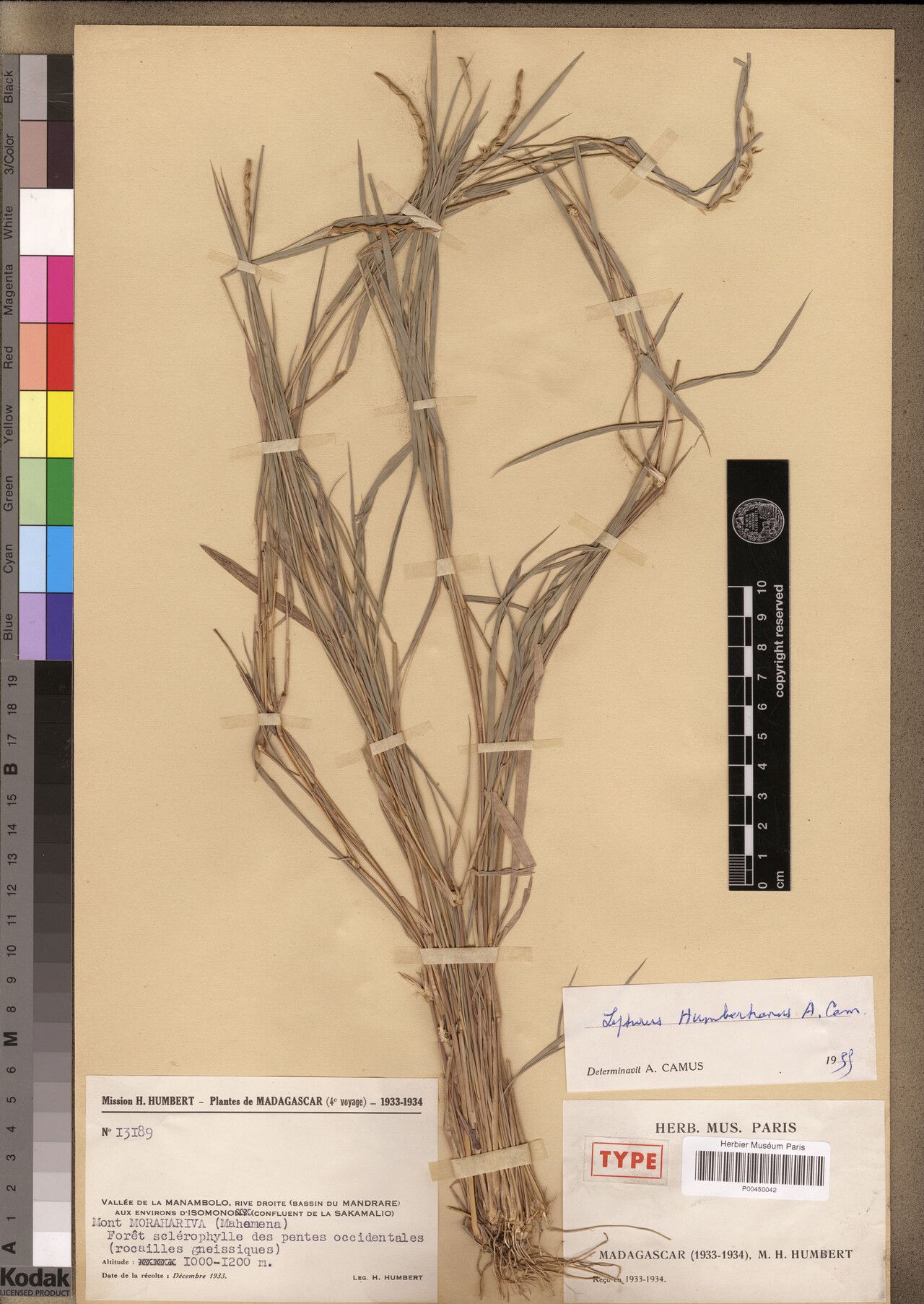 Lepturus humbertianus — related species from the same genus