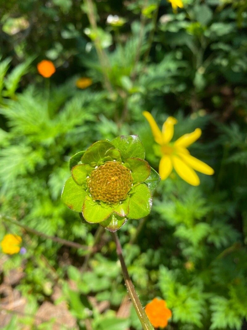 Silphium asteriscus