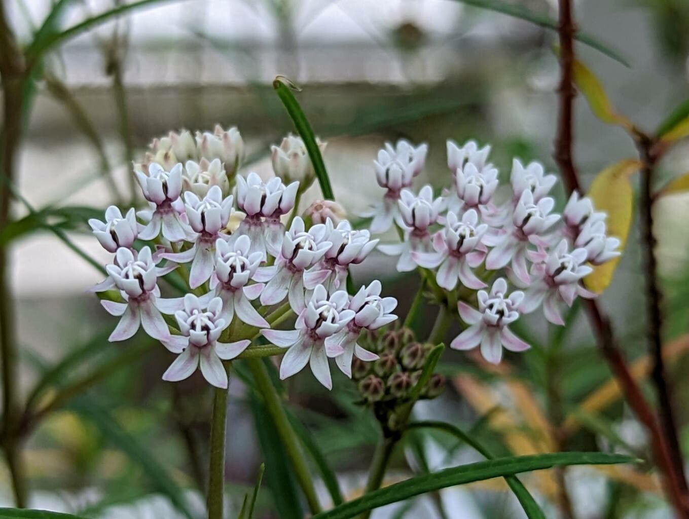 Asclepias angustifolia flower