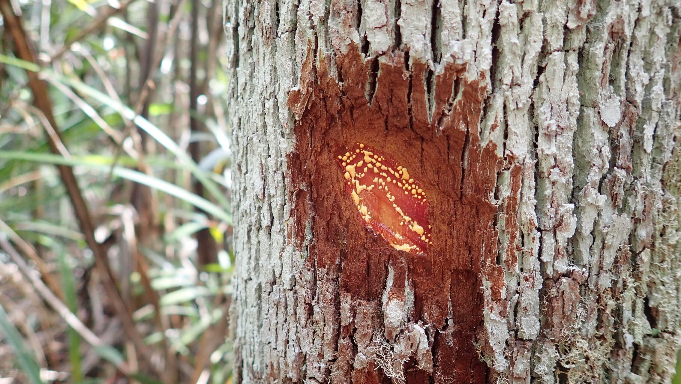 Garcinia hennecartii bark