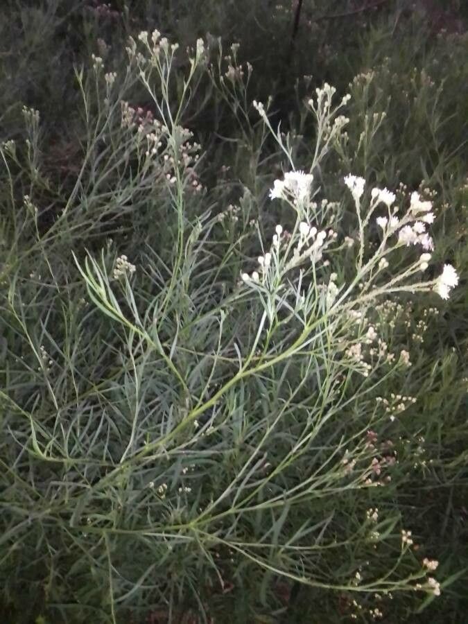Baccharis neglecta leaf