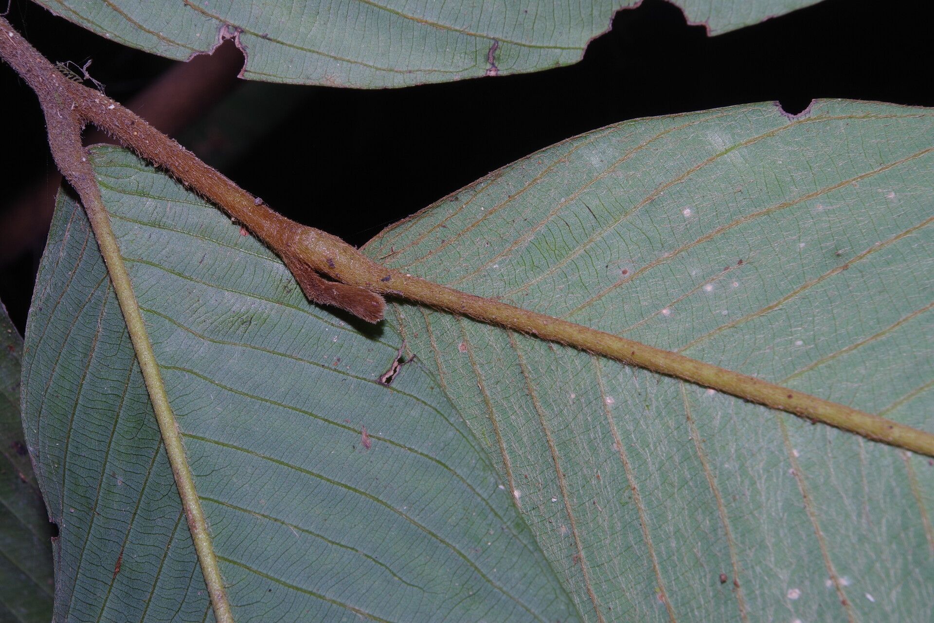 Piptostigma goslineanum leaf