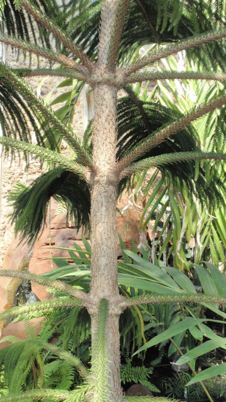 Araucaria subulata bark