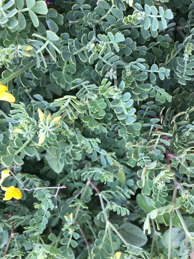 Hippocrepis multisiliquosa — search result for 'Hippocrepis'