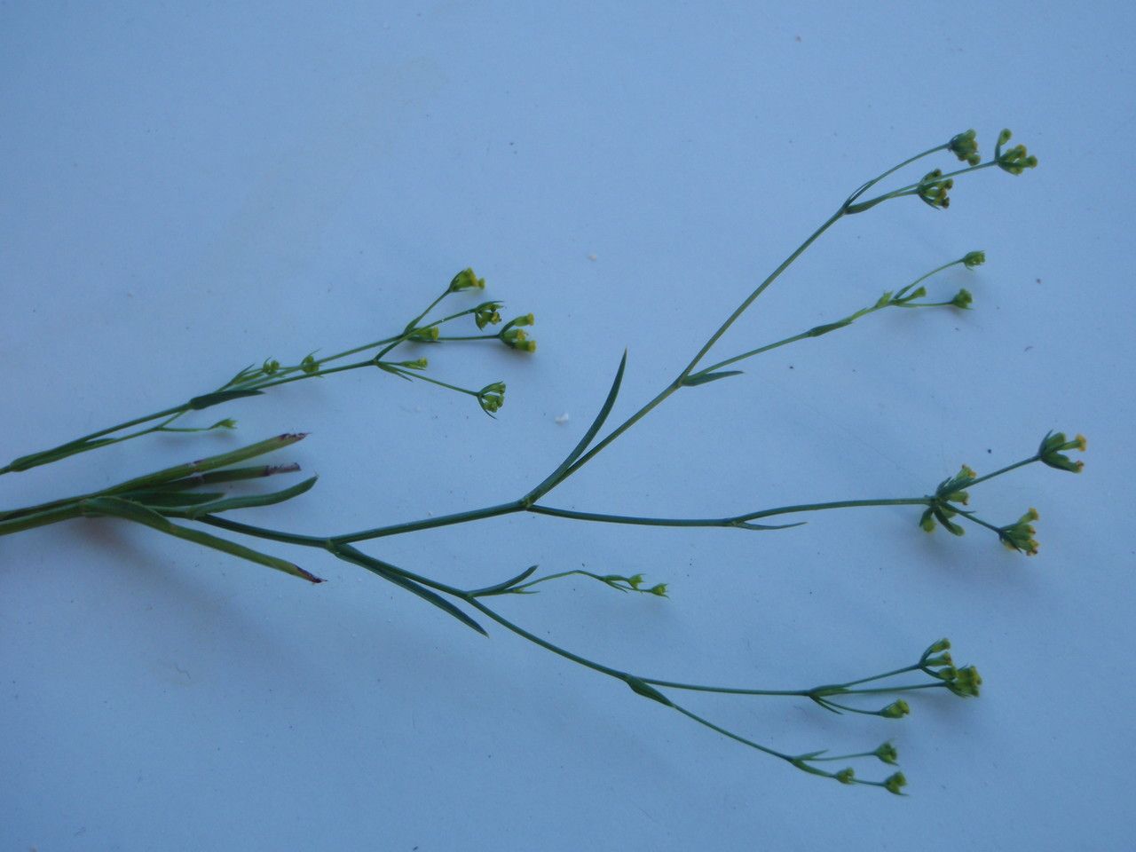 Bupleurum virgatum habit