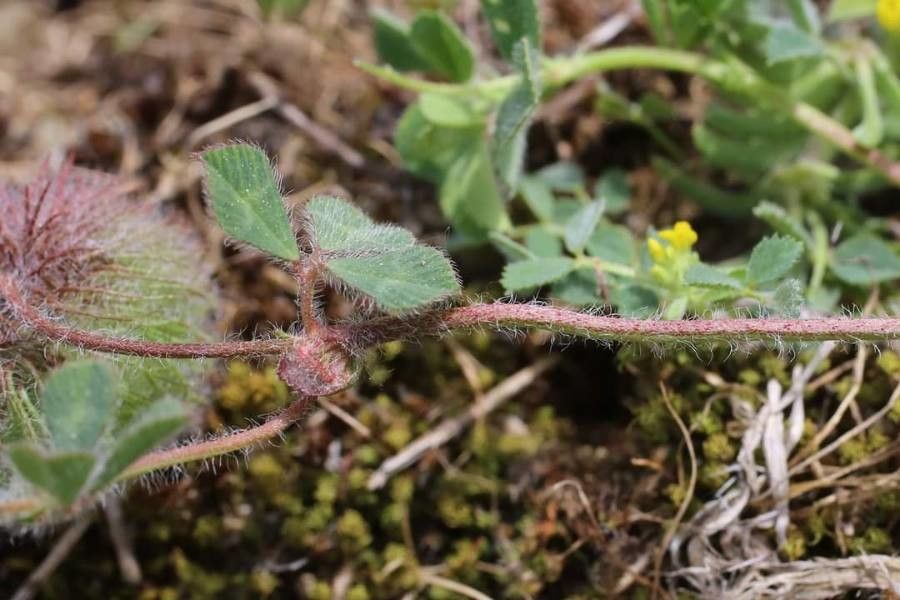 Trifolium globosum — houseplant care guide