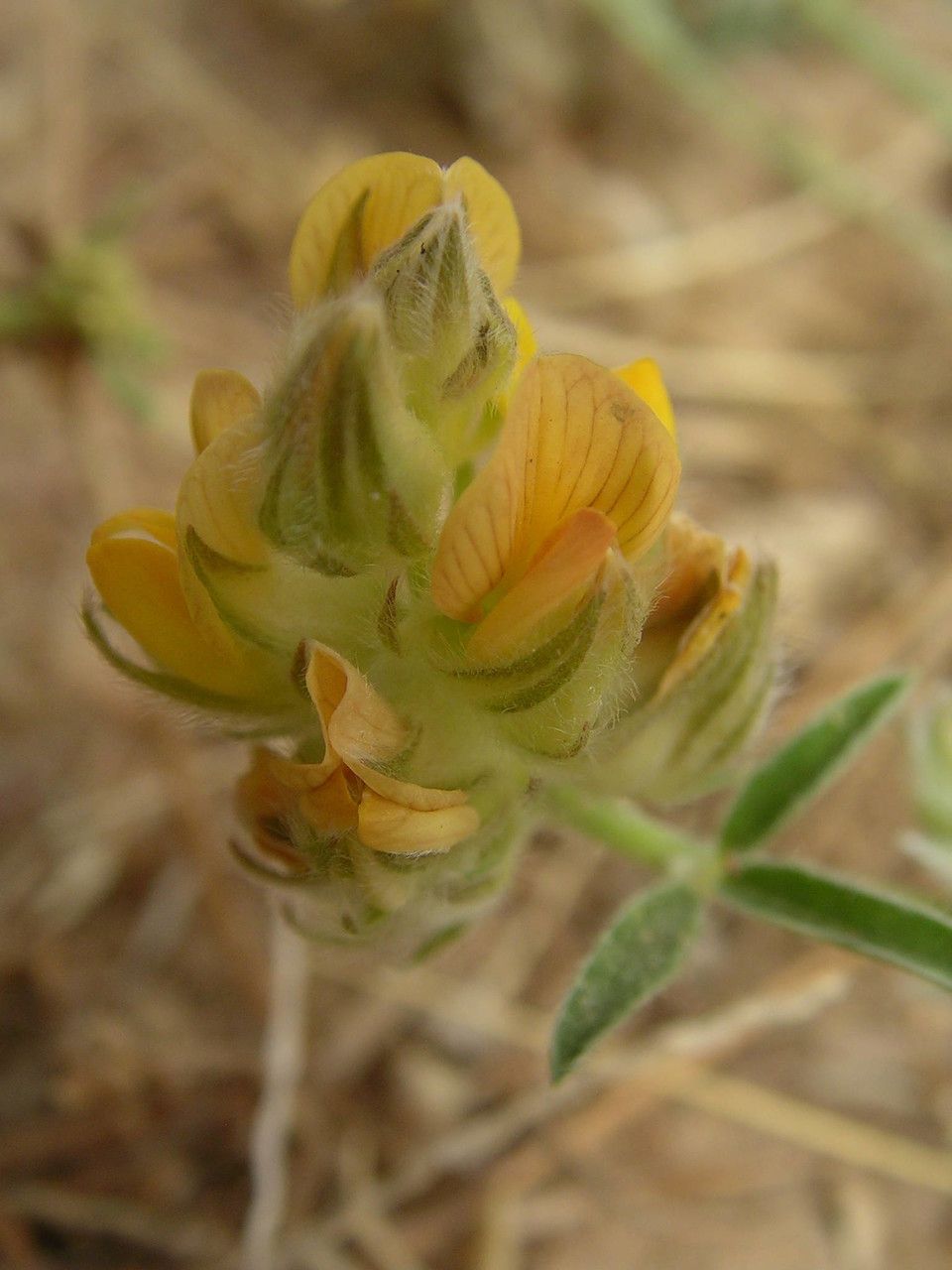 Crotalaria ebenoides flower