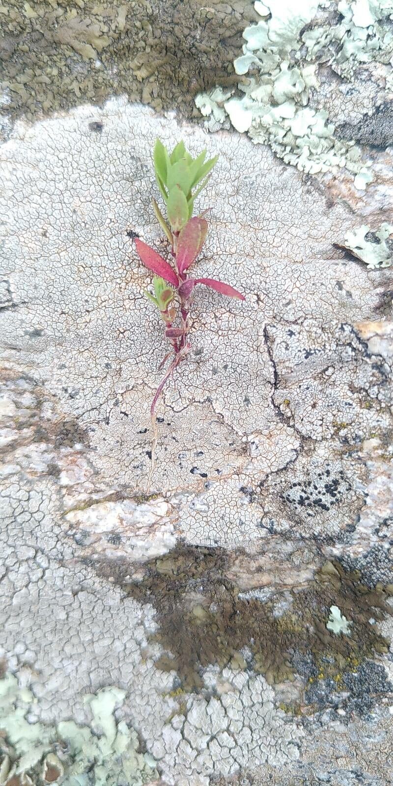 Paronychia echinulata — houseplant care guide