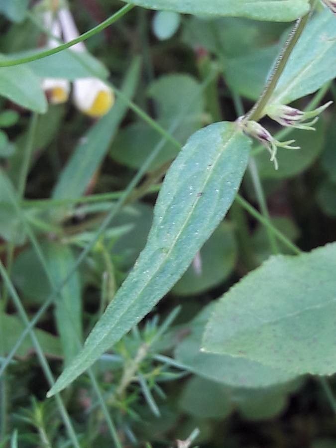 Melampyrum lineare leaf