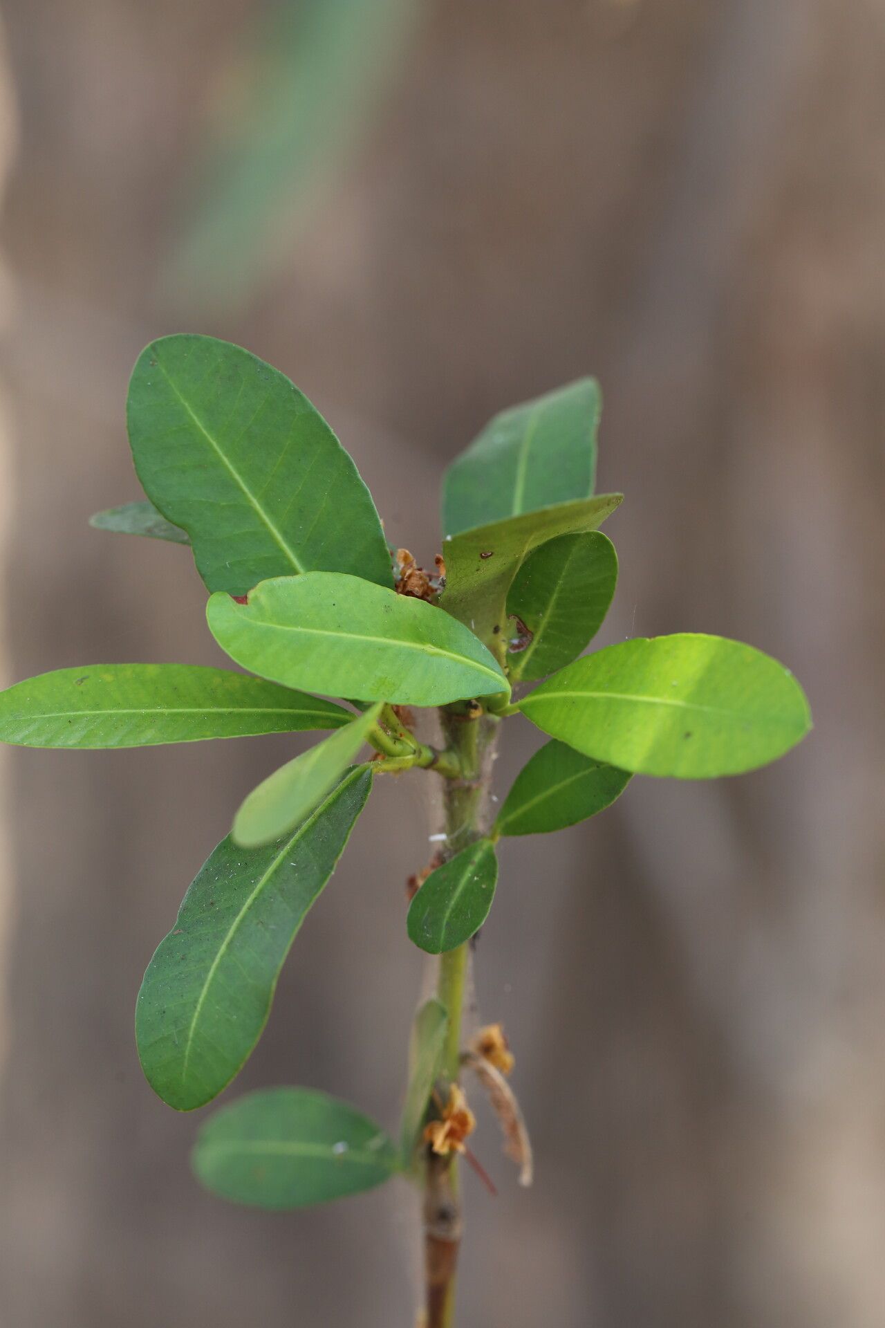Garcinia robsoniana — houseplant care guide