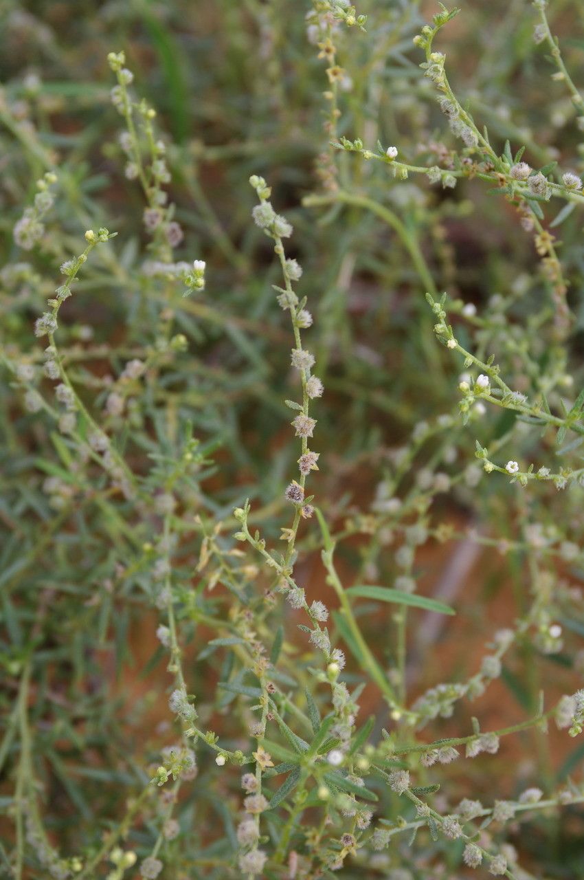 Euploca strigosa leaf