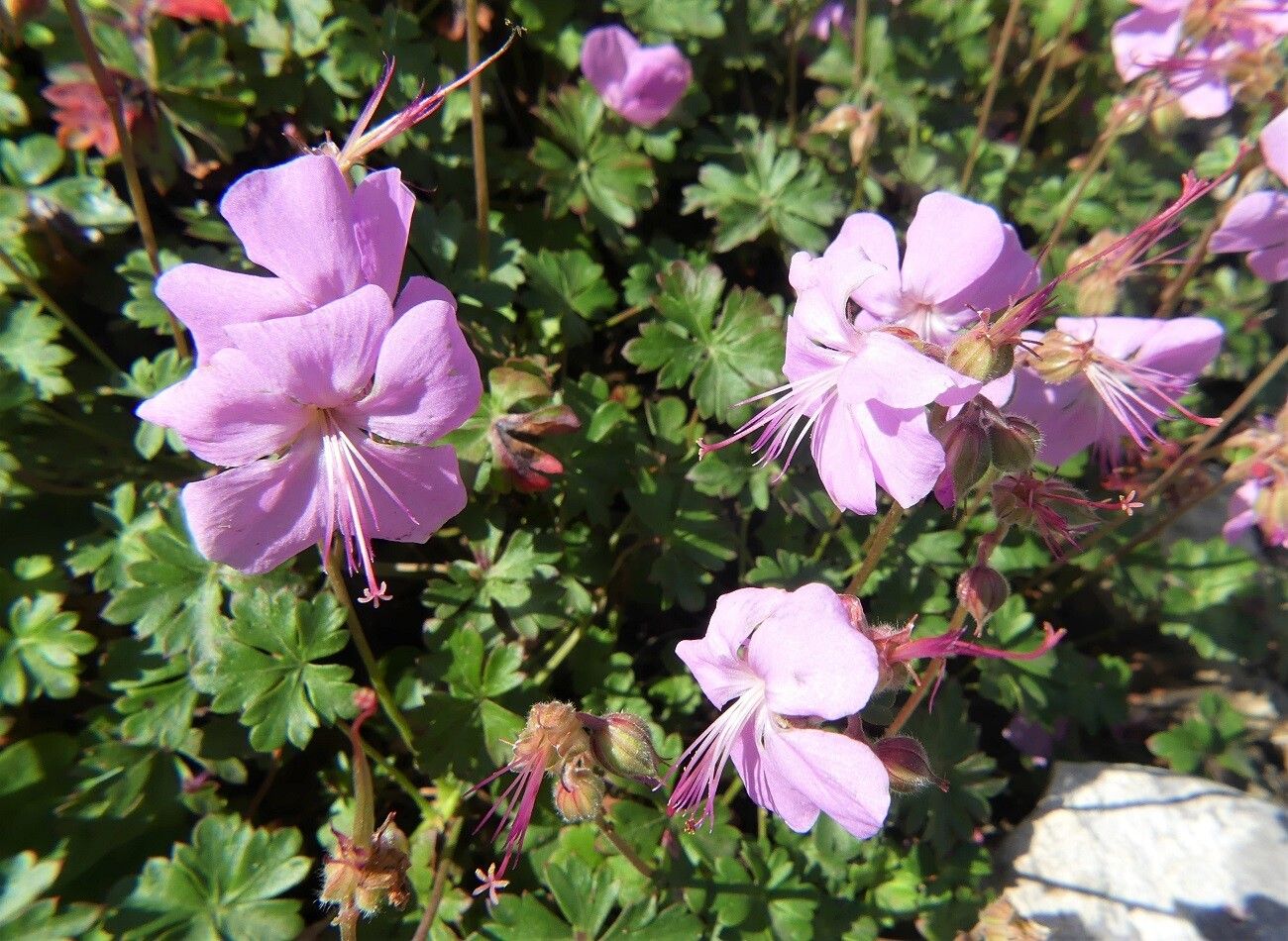 Geranium dalmaticum flower