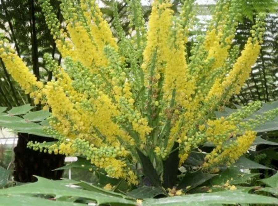 Mahonia bodinieri