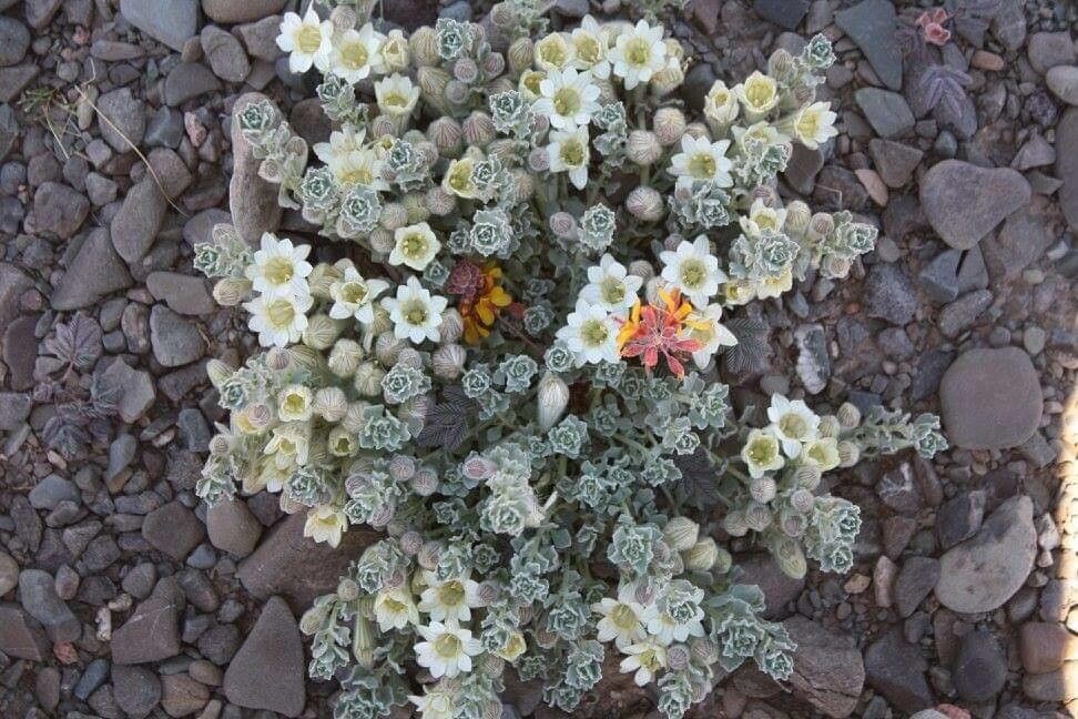 Leucogenes grandiceps — related species from the same genus