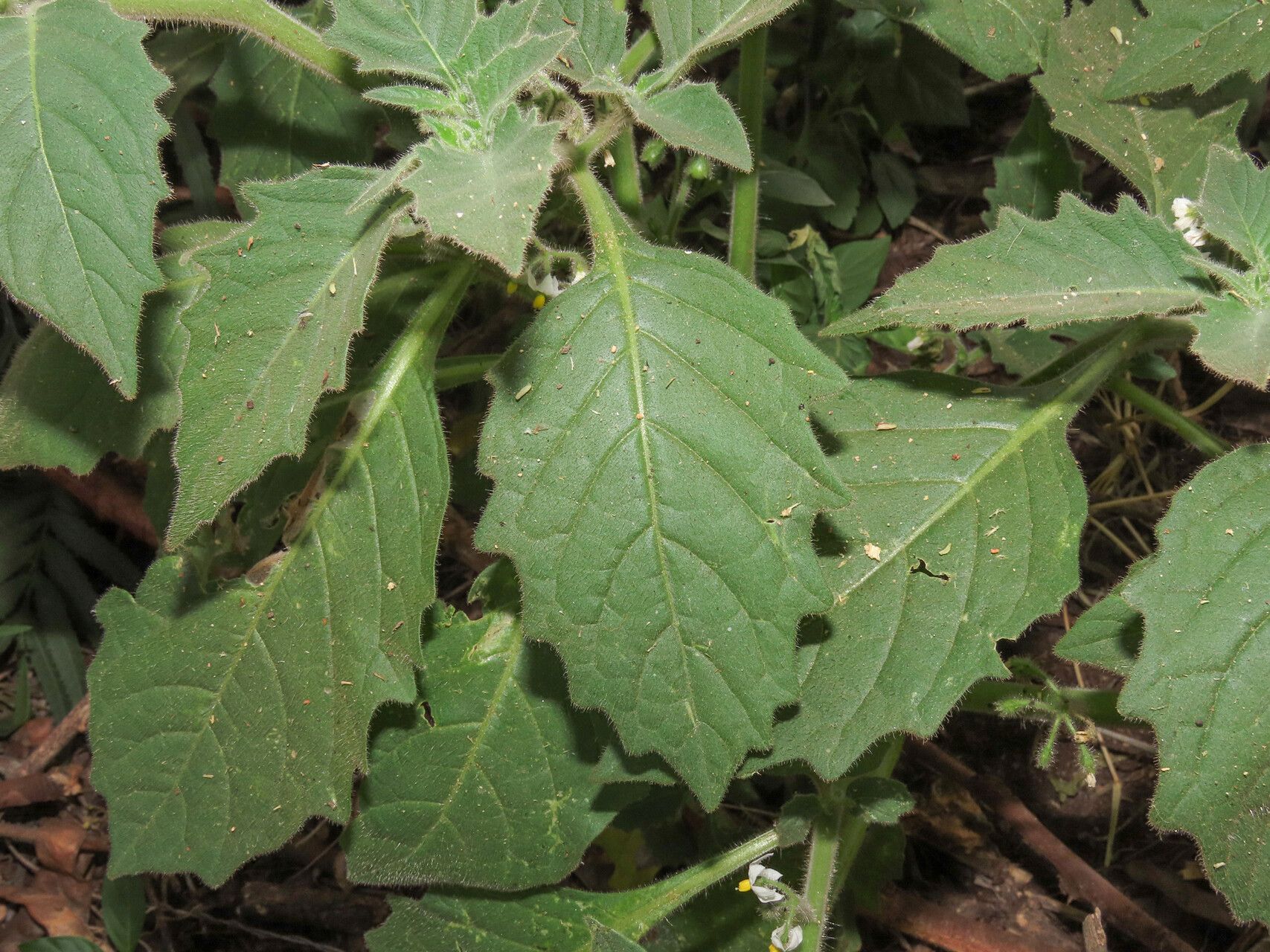 Solanum memphiticum — houseplant care guide