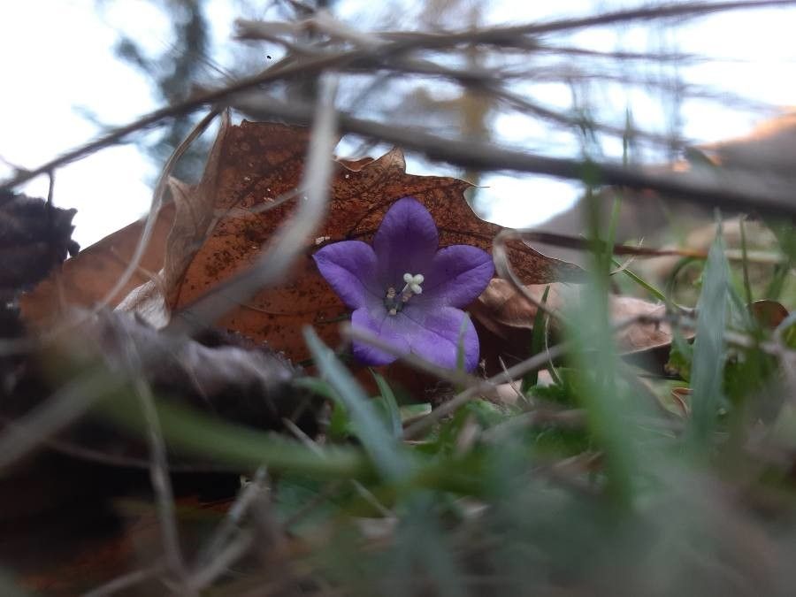 Campanula lasiocarpa flower