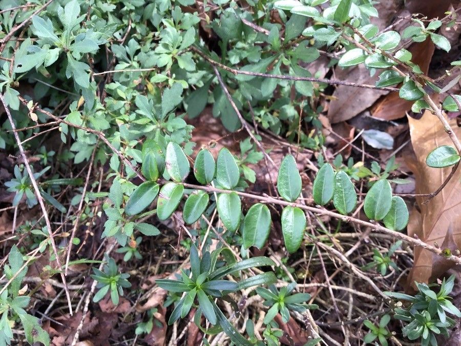 Iberis ciliata — search result for 'Iberis'