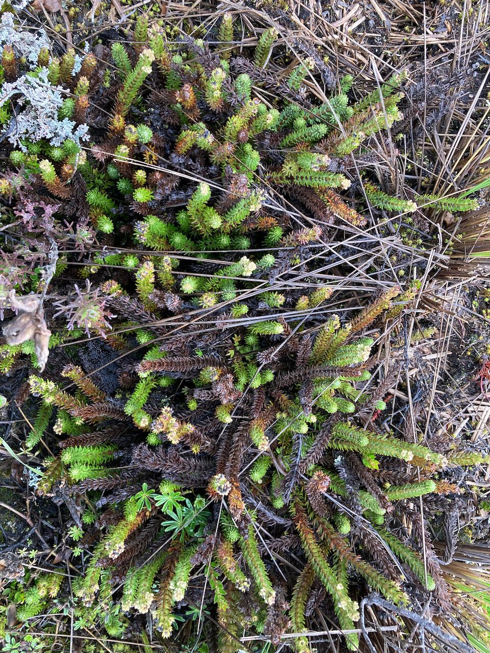 Alchemilla hispidula habit