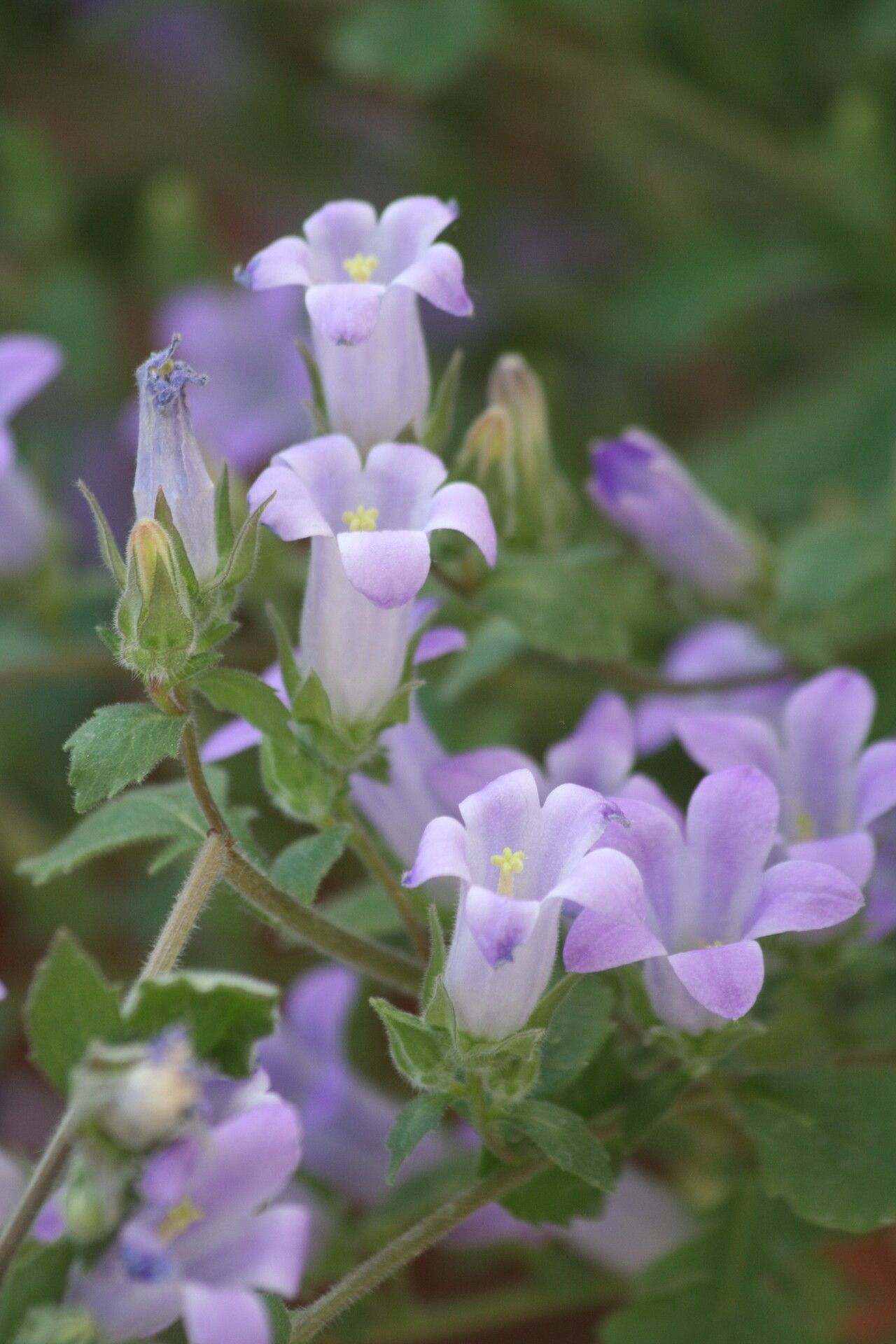 Campanula lavrensis — houseplant care guide