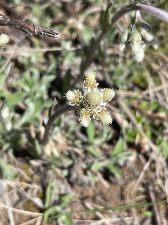 Antennaria howellii flower