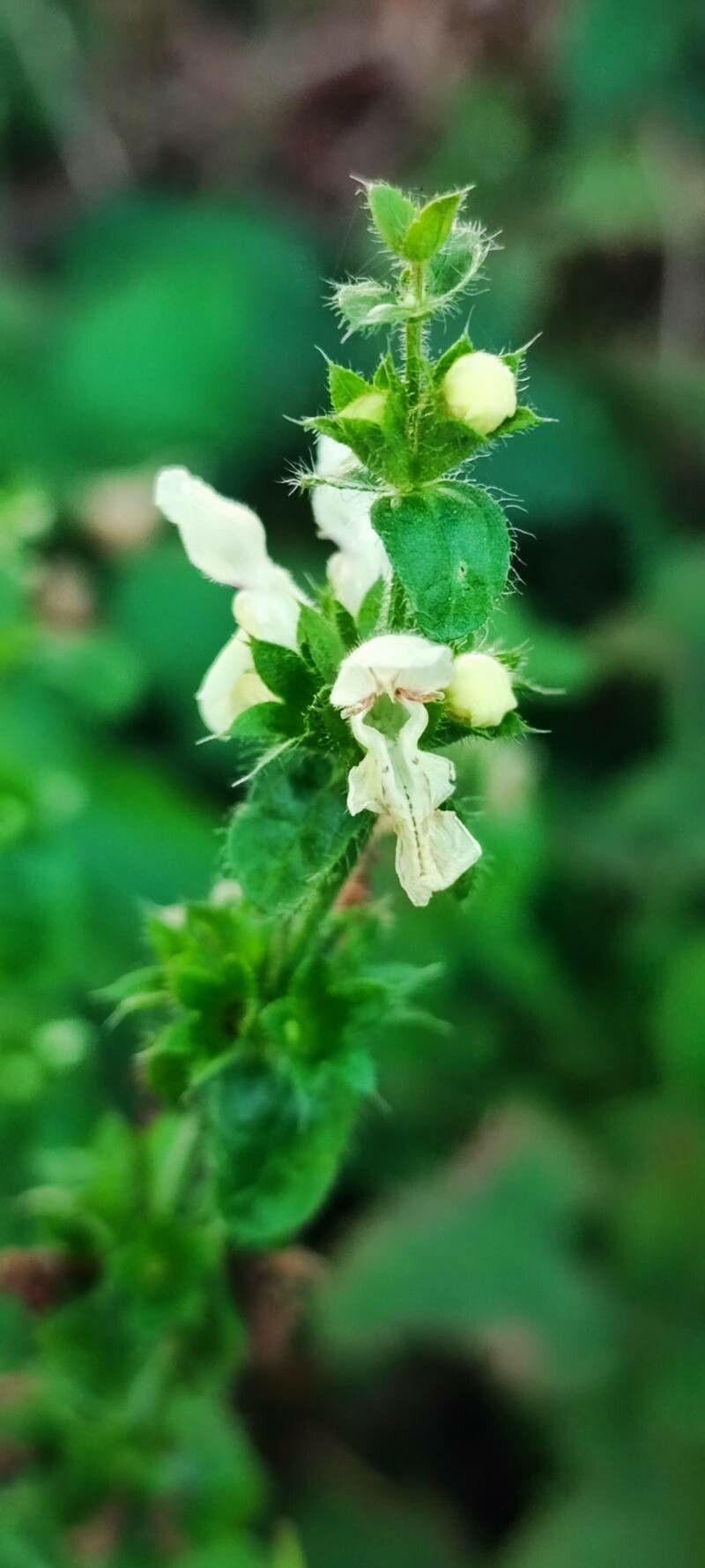 Stachys recta flower
