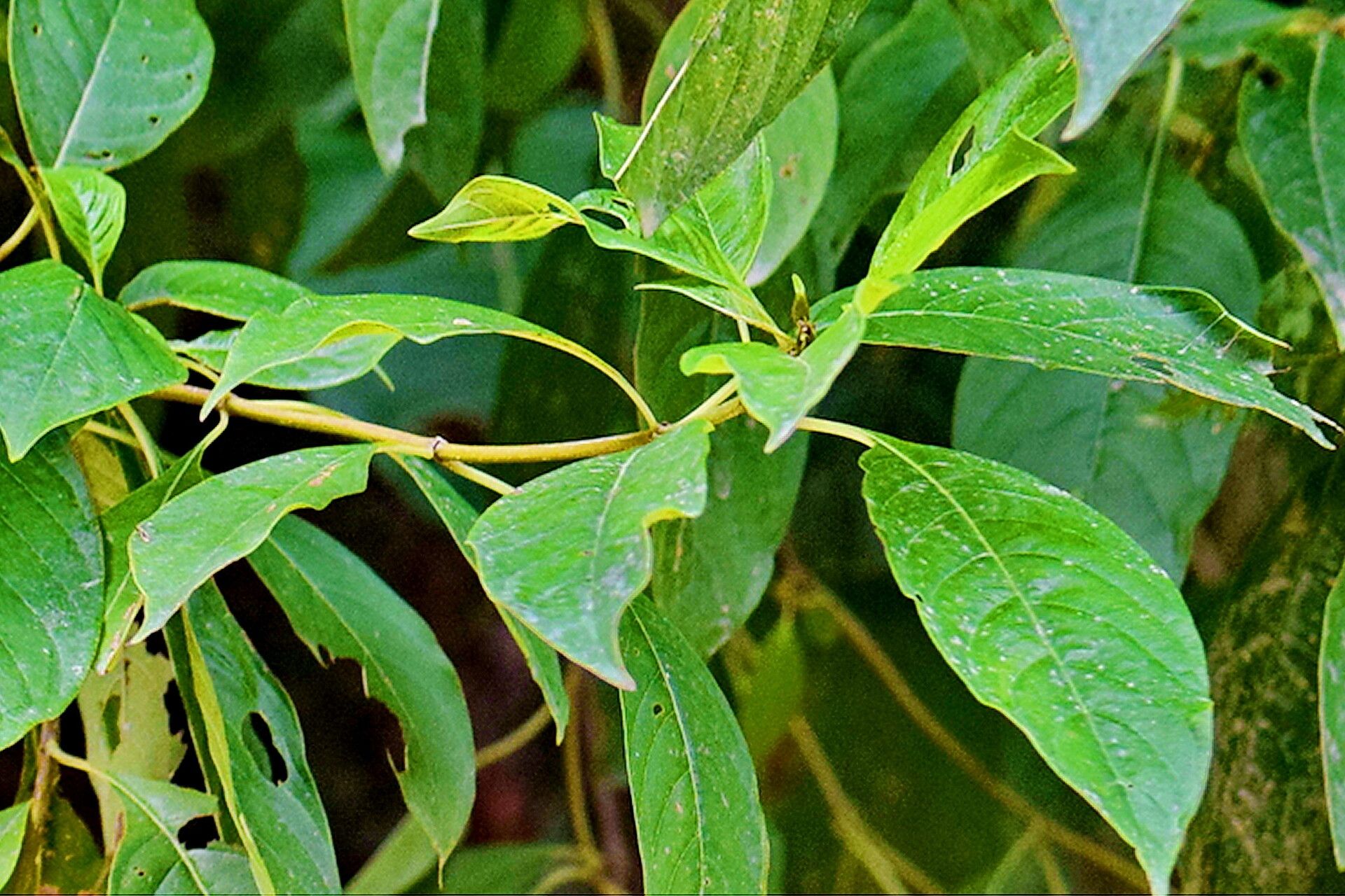 Hamelia xorullensis — houseplant care guide