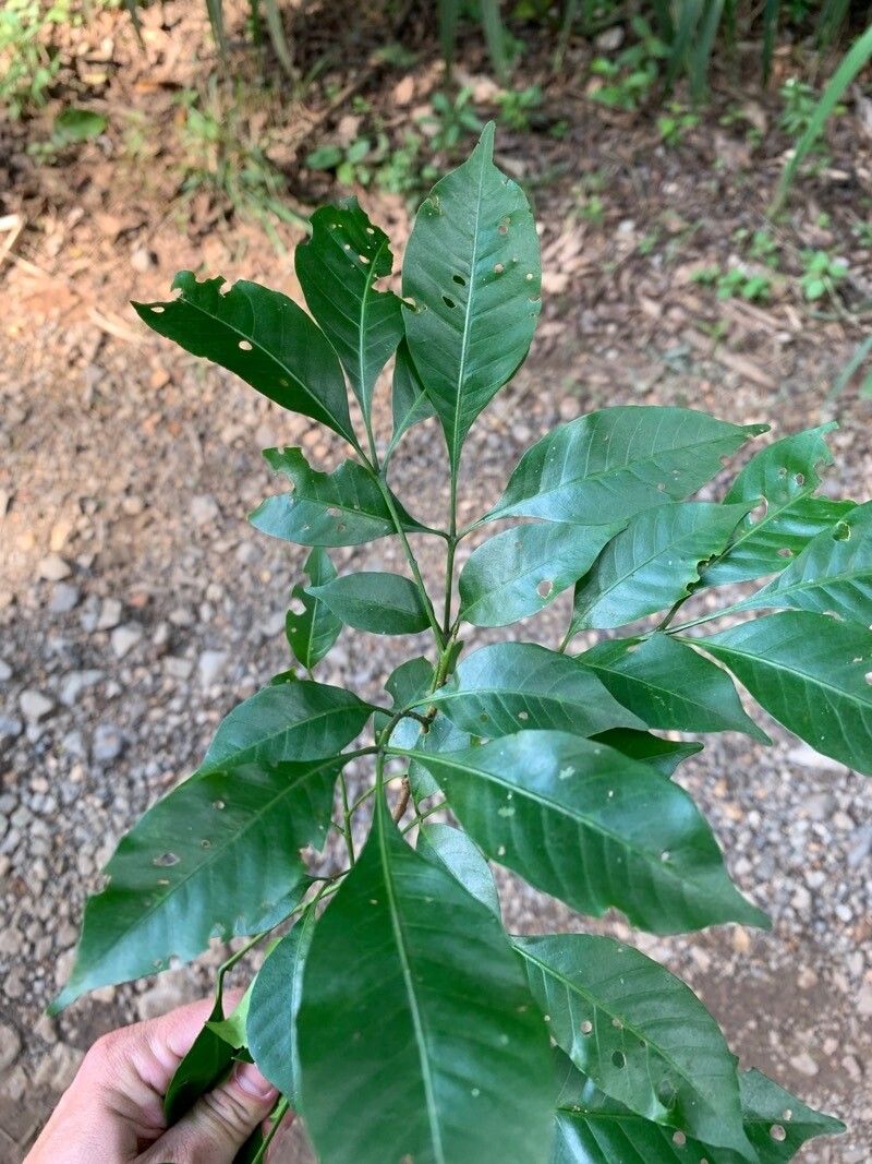 Trichilia pallens leaf