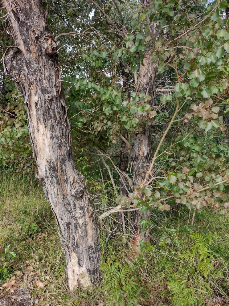 Eucalyptus baueriana bark