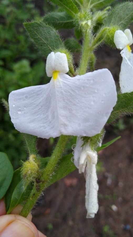 Hybanthus calceolaria flower
