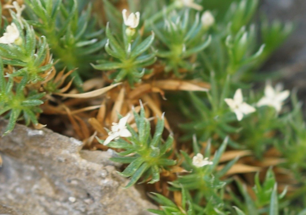 Galium cespitosum — houseplant care guide