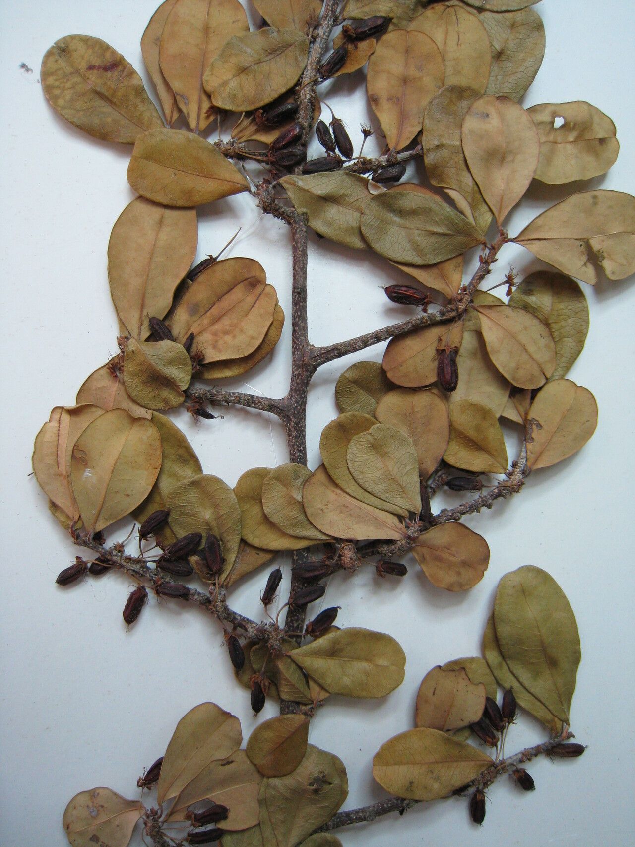 Erythroxylum cumanense — houseplant care guide