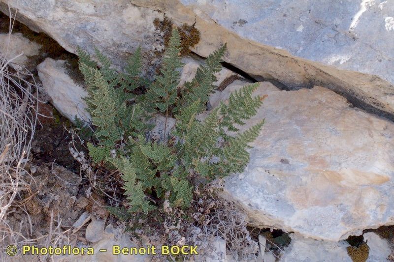 Allosorus persicus habit