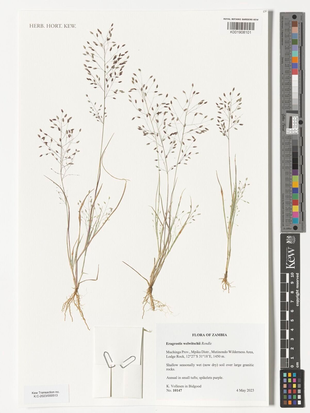 Eragrostis welwitschii — search result for 'Eragrostis'