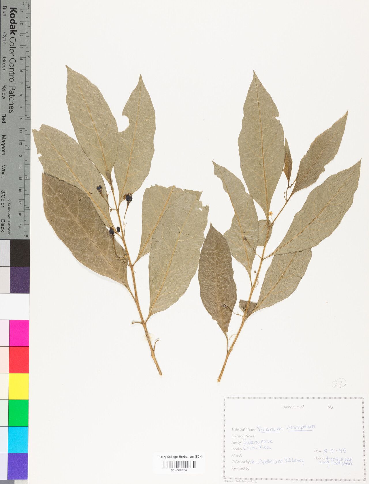 Solanum incomptum — houseplant care guide