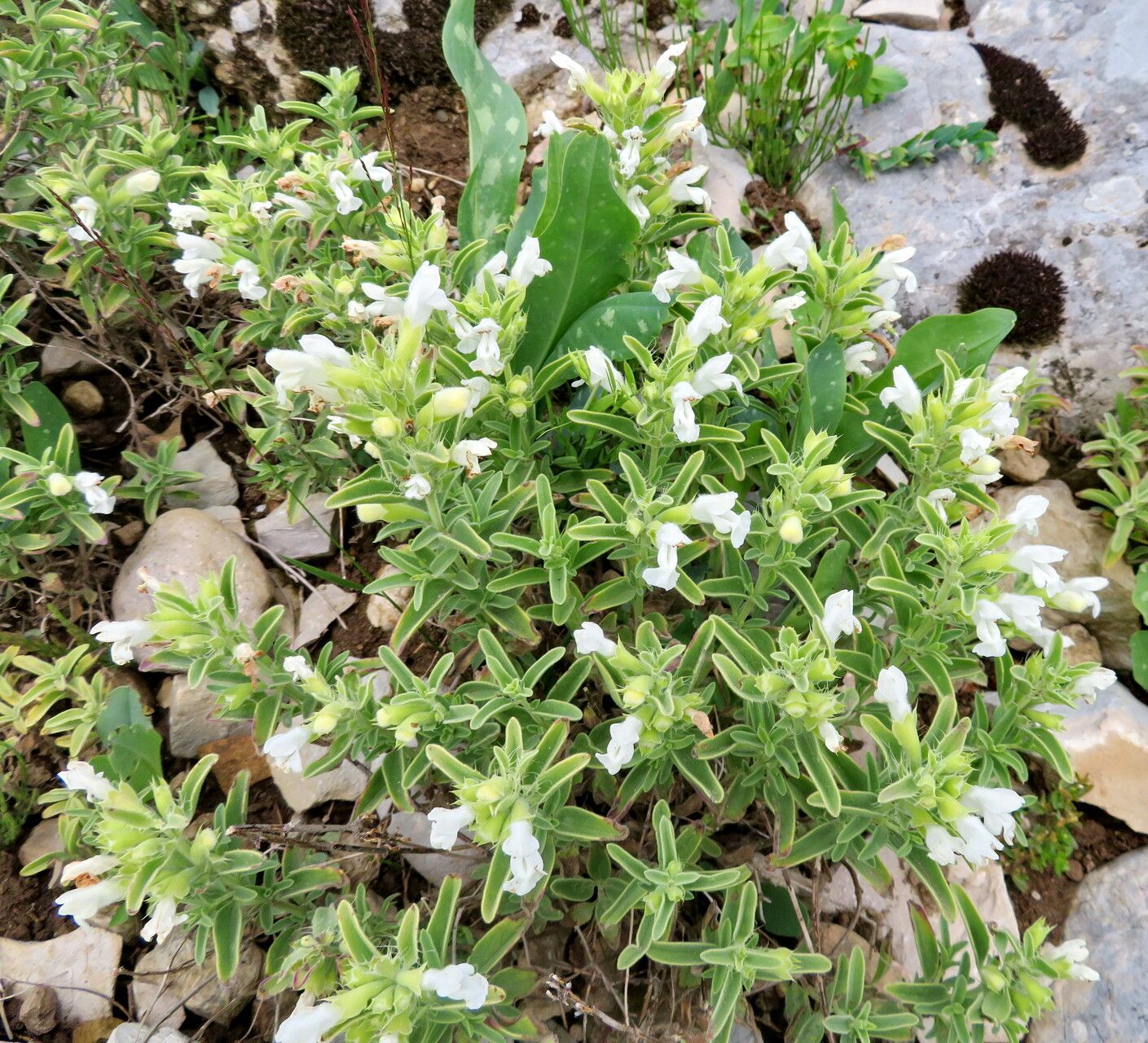 Dracocephalum renati habit