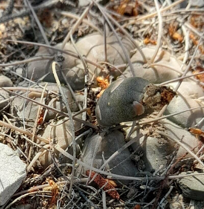 Gymnocalycium castellanosii fruit