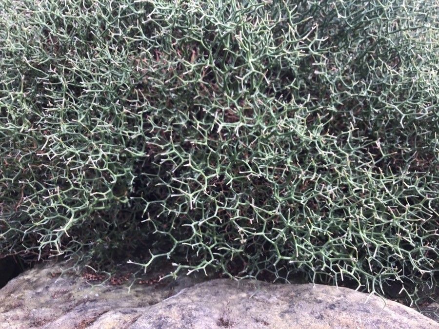 Lotus fulgurans — search result for 'Lotus'