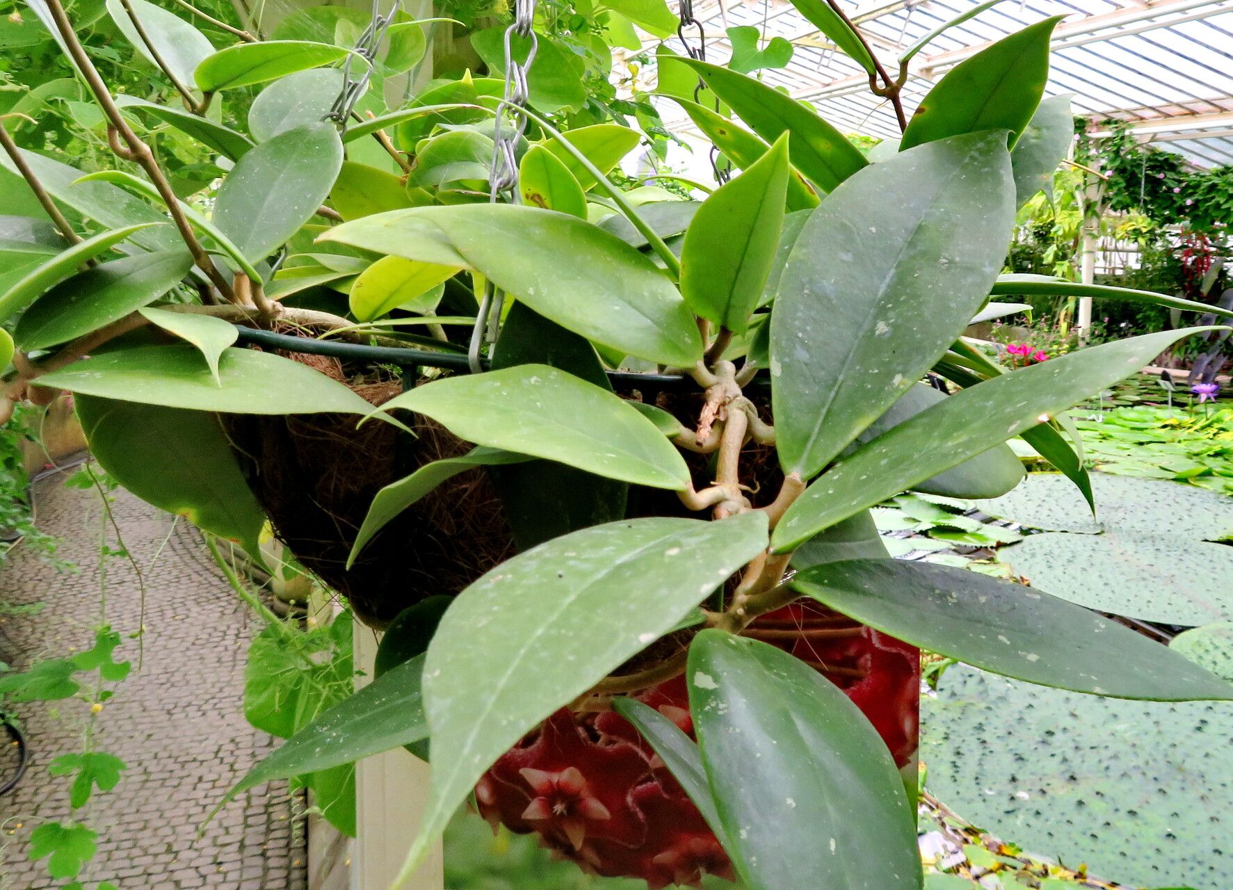 Hoya coriacea habit