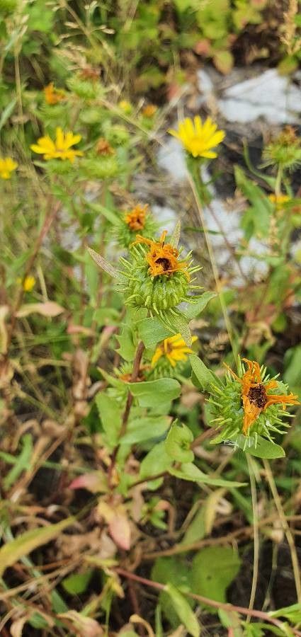 Grindelia squarrosa fruit