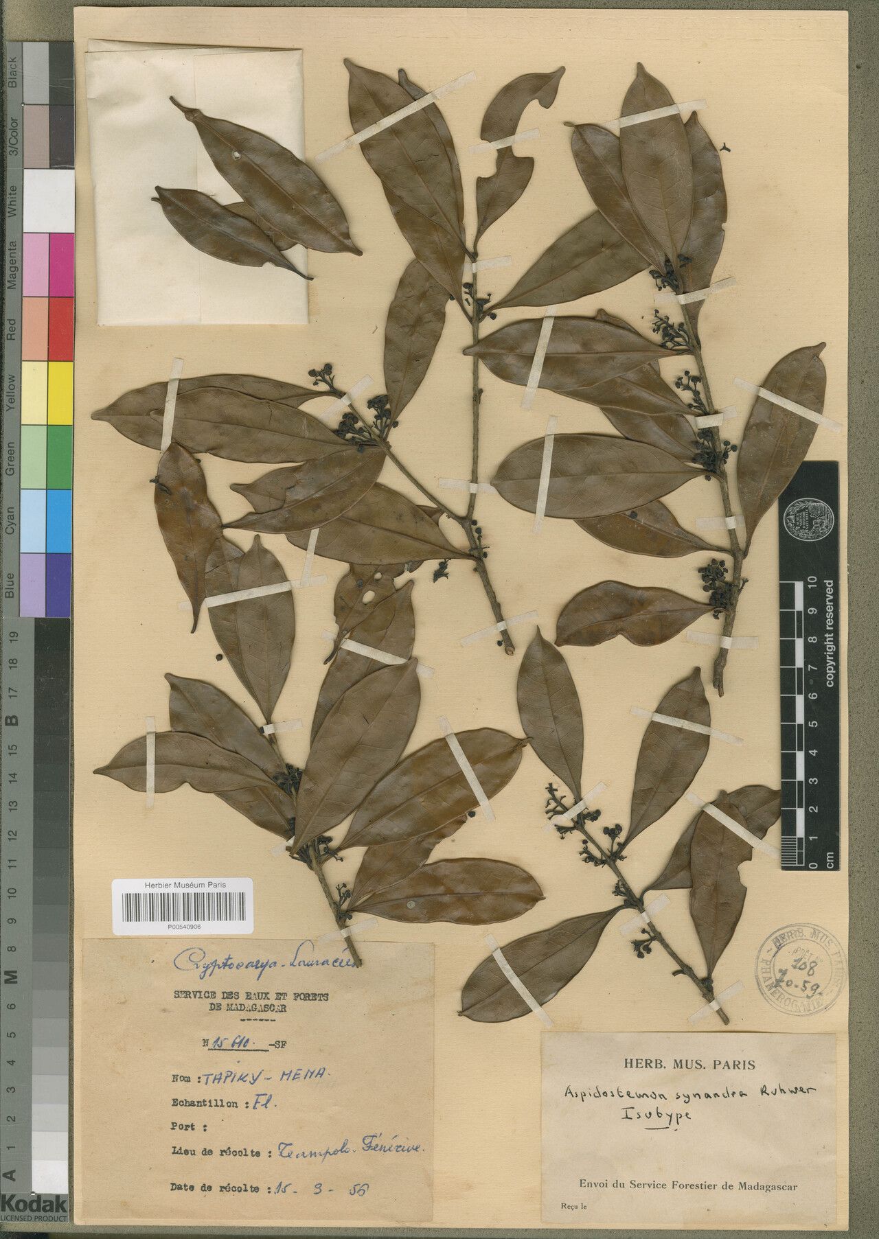 Aspidostemon synandra — houseplant care guide