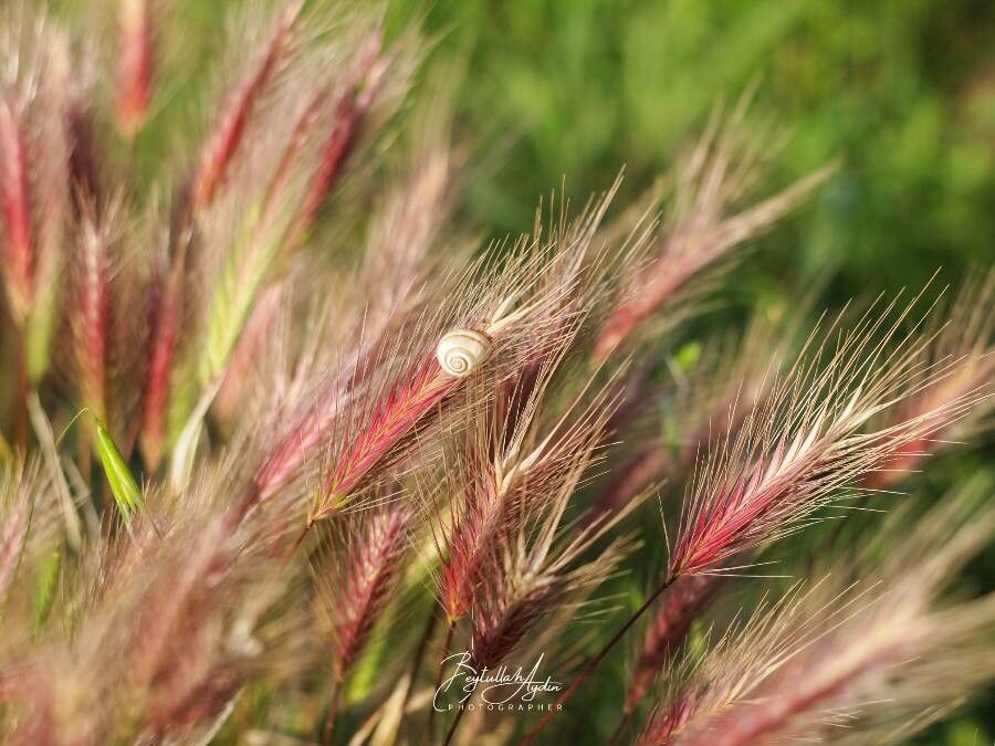 Hordeum jubatum flower