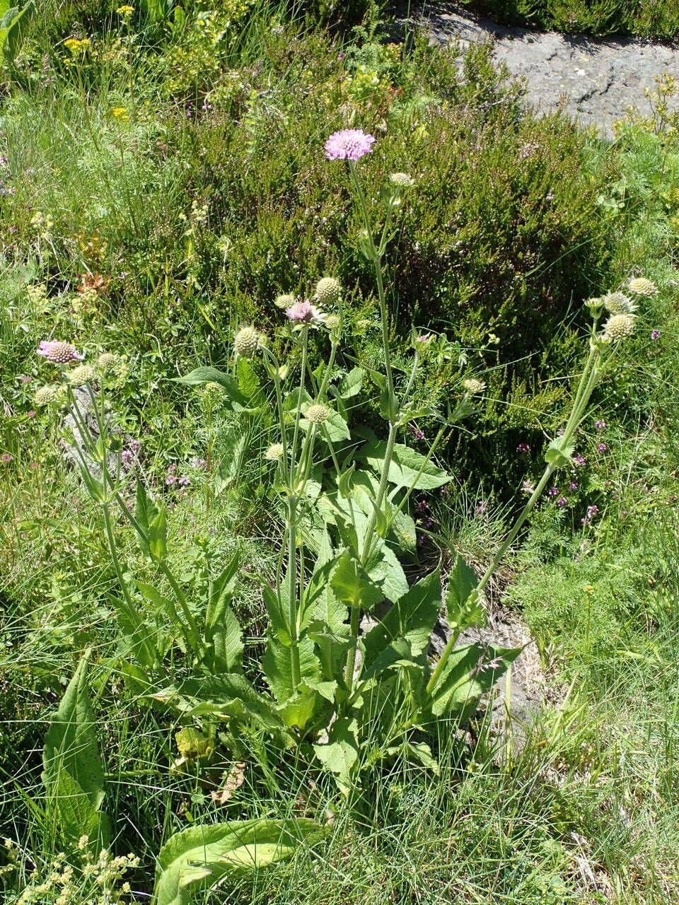 Knautia basaltica habit