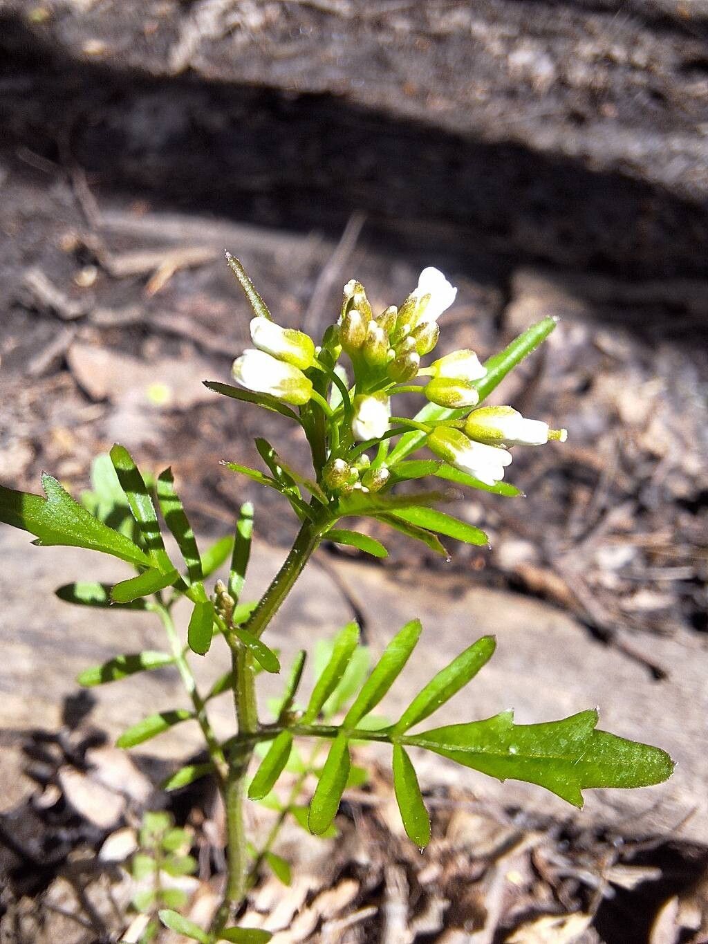 Cardamine pensylvanica flower